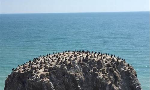 青海鸟岛自然保护区_青海鸟岛自然保护区主要保护的是